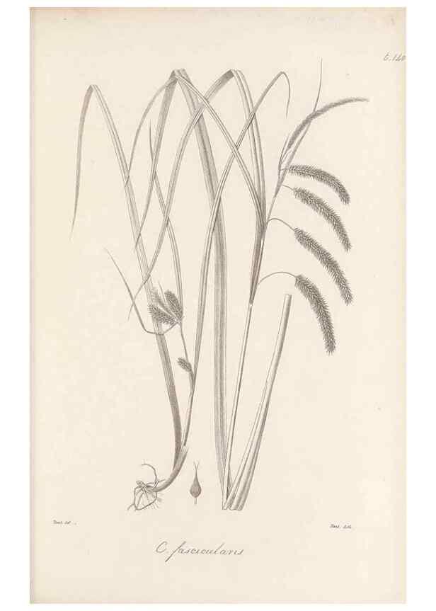 Reproducción/Reproduction 48682572428: Illustrations of the genus Carex. London :William Pamplin,1858-1867.. 