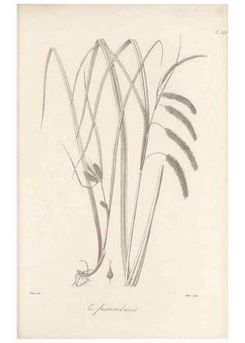 Reproducción/Reproduction 48682572428: Illustrations of the genus Carex. London :William Pamplin,1858-1867.. 