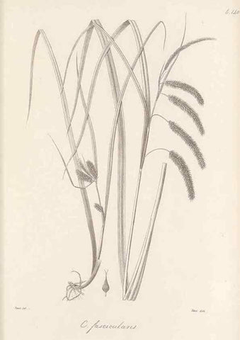 Reproducción/Reproduction 48682572428: Illustrations of the genus Carex. London :William Pamplin,1858-1867.. 