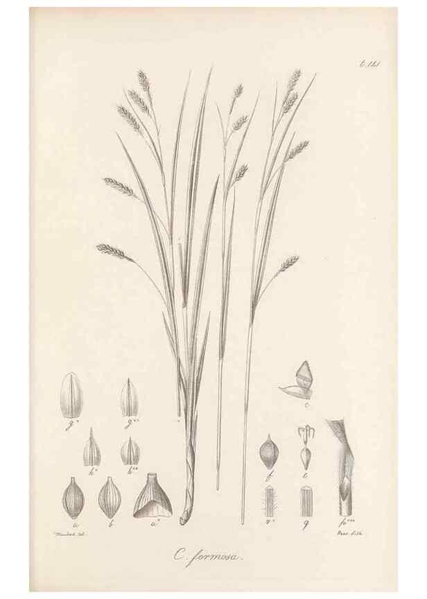 Reproducción/Reproduction 48682572723: Illustrations of the genus Carex. London :William Pamplin,1858-1867.. 