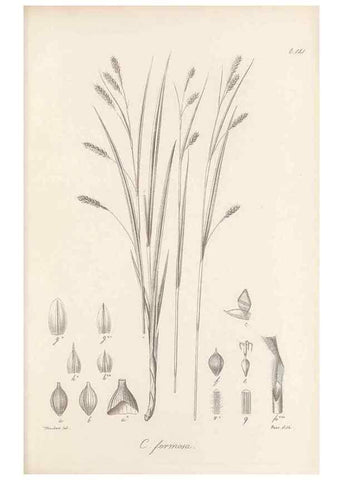 Reproducción/Reproduction 48682572723: Illustrations of the genus Carex. London :William Pamplin,1858-1867.. 