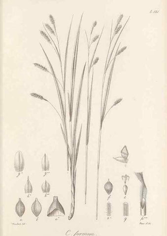 Reproducción/Reproduction 48682572723: Illustrations of the genus Carex. London :William Pamplin,1858-1867.. 