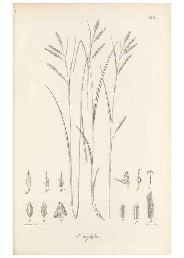 Reproducción/Reproduction 48683088477: Illustrations of the genus Carex. London :William Pamplin,1858-1867.. 