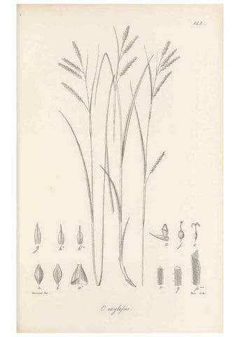 Reproducción/Reproduction 48683088477: Illustrations of the genus Carex. London :William Pamplin,1858-1867.. 