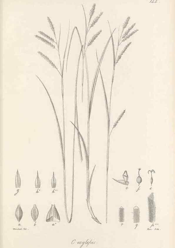 Reproducción/Reproduction 48683088477: Illustrations of the genus Carex. London :William Pamplin,1858-1867.. 