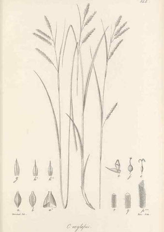 Reproducción/Reproduction 48683088477: Illustrations of the genus Carex. London :William Pamplin,1858-1867.. 