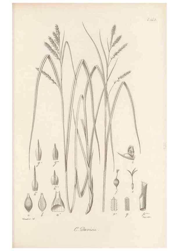 Reproducción/Reproduction 48682914056: Illustrations of the genus Carex. London :William Pamplin,1858-1867.. 