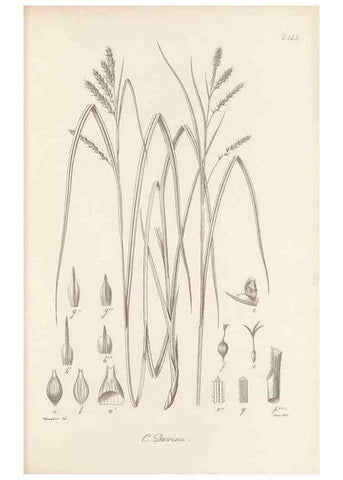Reproducción/Reproduction 48682914056: Illustrations of the genus Carex. London :William Pamplin,1858-1867.. 