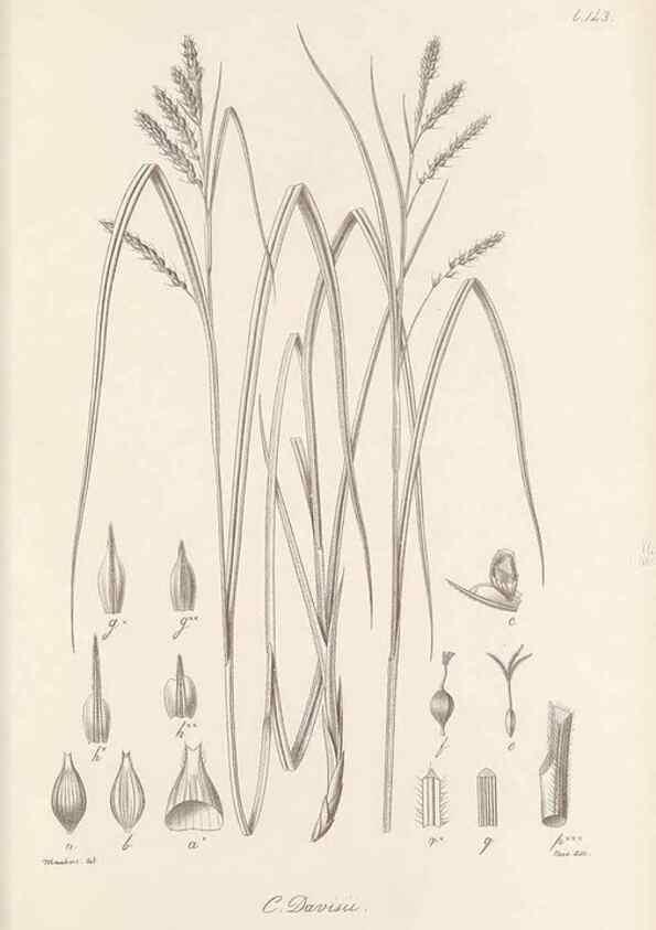 Reproducción/Reproduction 48682914056: Illustrations of the genus Carex. London :William Pamplin,1858-1867.. 
