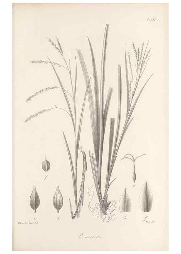 Reproducción/Reproduction 48683086442: Illustrations of the genus Carex. London :William Pamplin,1858-1867.. 