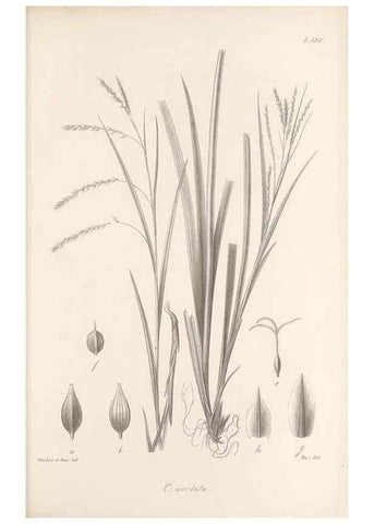 Reproducción/Reproduction 48683086442: Illustrations of the genus Carex. London :William Pamplin,1858-1867.. 