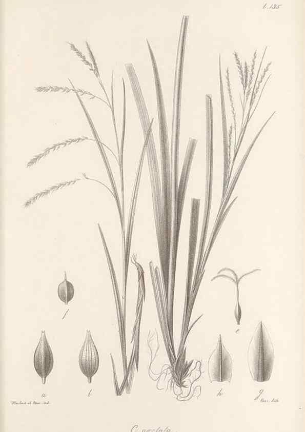 Reproducción/Reproduction 48683086442: Illustrations of the genus Carex. London :William Pamplin,1858-1867.. 