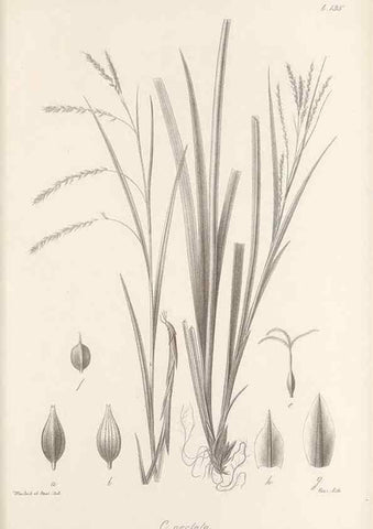 Reproducción/Reproduction 48683086442: Illustrations of the genus Carex. London :William Pamplin,1858-1867.. 