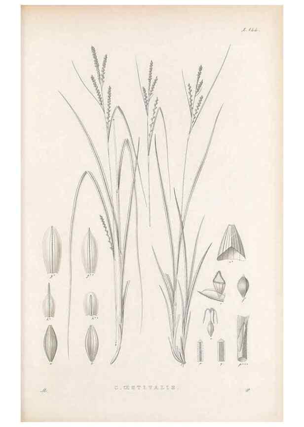Reproducción/Reproduction 48683088972: Illustrations of the genus Carex. London :William Pamplin,1858-1867.. 