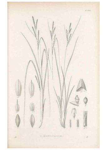 Reproducción/Reproduction 48683088972: Illustrations of the genus Carex. London :William Pamplin,1858-1867.. 