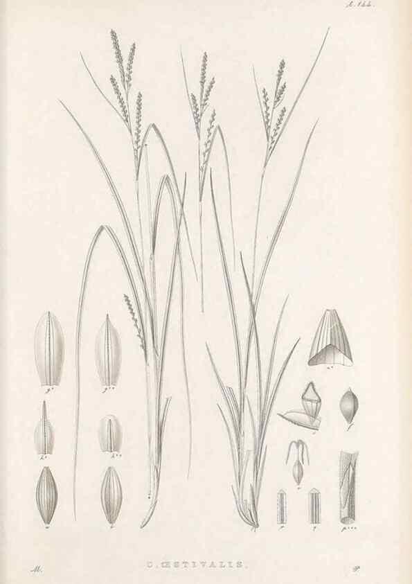 Reproducción/Reproduction 48683088972: Illustrations of the genus Carex. London :William Pamplin,1858-1867.. 