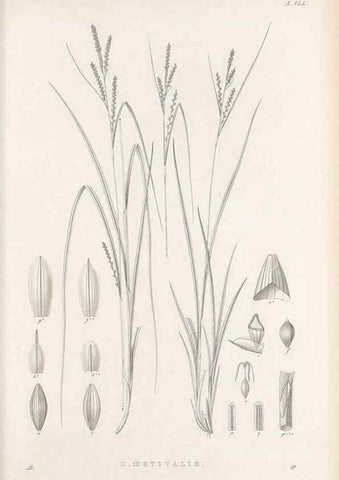 Reproducción/Reproduction 48683088972: Illustrations of the genus Carex. London :William Pamplin,1858-1867.. 