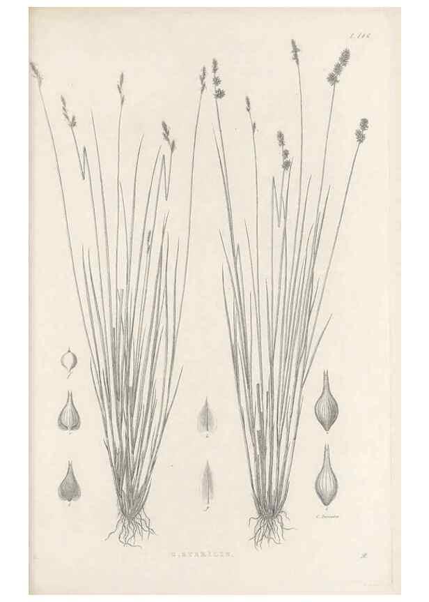 Reproducción/Reproduction 48683090152: Illustrations of the genus Carex. London :William Pamplin,1858-1867.. 