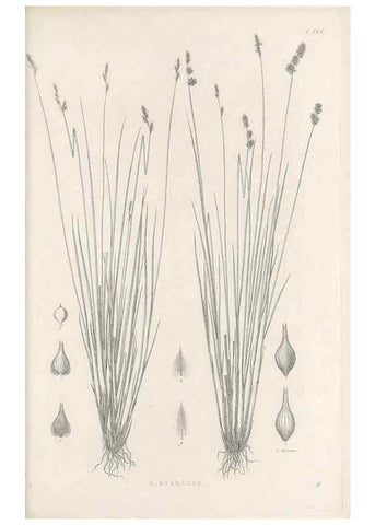 Reproducción/Reproduction 48683090152: Illustrations of the genus Carex. London :William Pamplin,1858-1867.. 