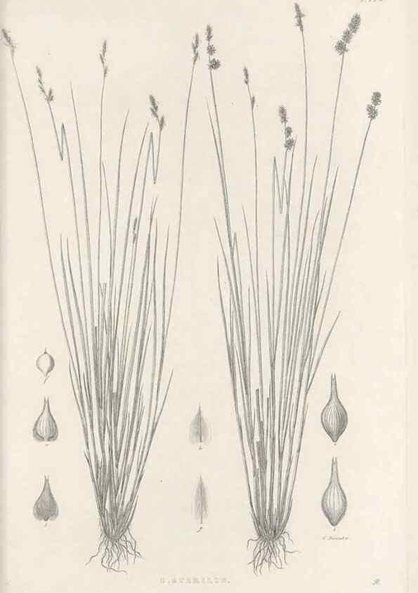 Reproducción/Reproduction 48683090152: Illustrations of the genus Carex. London :William Pamplin,1858-1867.. 