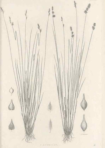 Reproducción/Reproduction 48683090152: Illustrations of the genus Carex. London :William Pamplin,1858-1867.. 