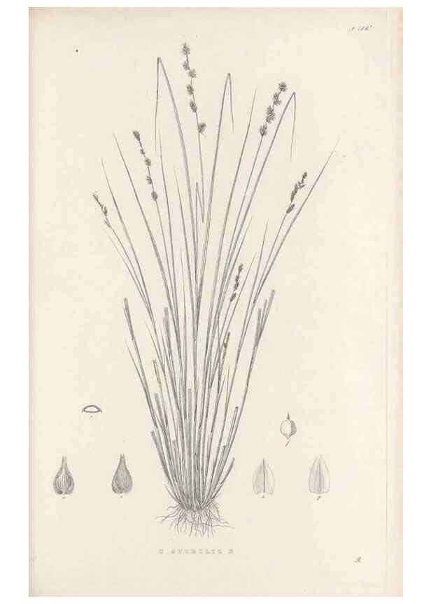 Reproducción/Reproduction 48682575363: Illustrations of the genus Carex. London :William Pamplin,1858-1867.. 