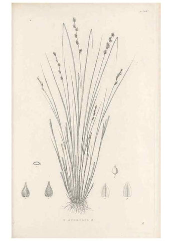 Reproducción/Reproduction 48682575363: Illustrations of the genus Carex. London :William Pamplin,1858-1867.. 