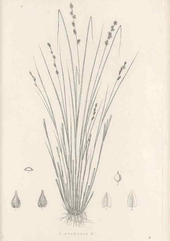 Reproducción/Reproduction 48682575363: Illustrations of the genus Carex. London :William Pamplin,1858-1867.. 