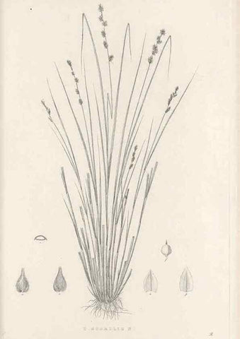 Reproducción/Reproduction 48682575363: Illustrations of the genus Carex. London :William Pamplin,1858-1867.. 