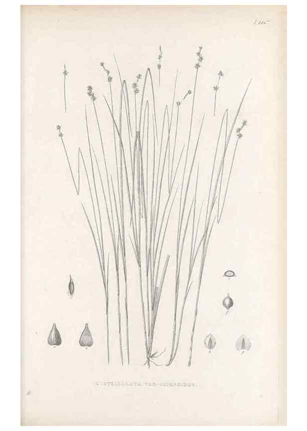 Reproducción/Reproduction 48683090897: Illustrations of the genus Carex. London :William Pamplin,1858-1867.. 