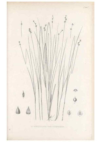 Reproducción/Reproduction 48683090897: Illustrations of the genus Carex. London :William Pamplin,1858-1867.. 