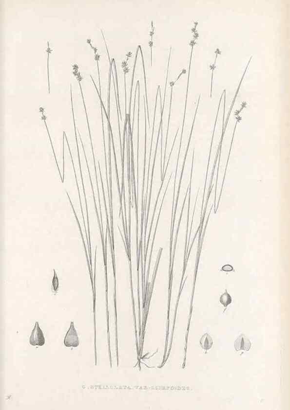 Reproducción/Reproduction 48683090897: Illustrations of the genus Carex. London :William Pamplin,1858-1867.. 