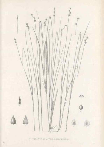 Reproducción/Reproduction 48683090897: Illustrations of the genus Carex. London :William Pamplin,1858-1867.. 