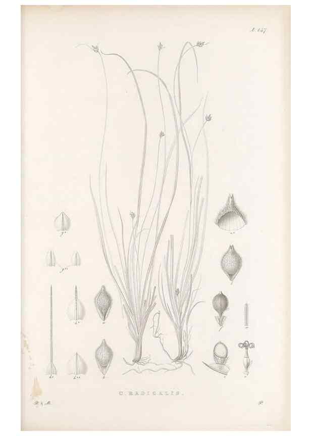 Reproducción/Reproduction 48683091202: Illustrations of the genus Carex. London :William Pamplin,1858-1867.. 