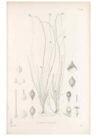 Reproducción/Reproduction 48683091202: Illustrations of the genus Carex. London :William Pamplin,1858-1867.. 