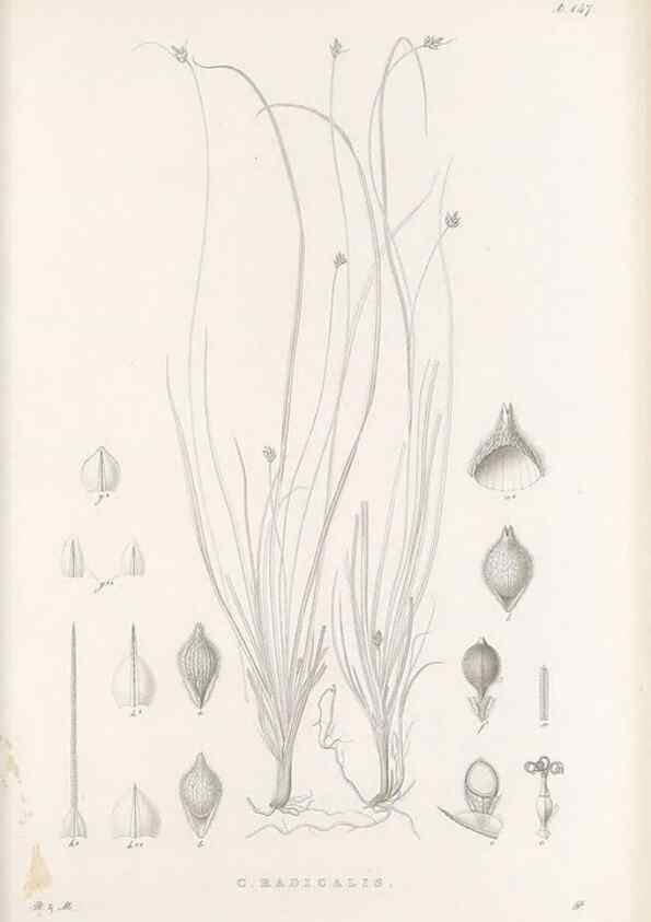 Reproducción/Reproduction 48683091202: Illustrations of the genus Carex. London :William Pamplin,1858-1867.. 