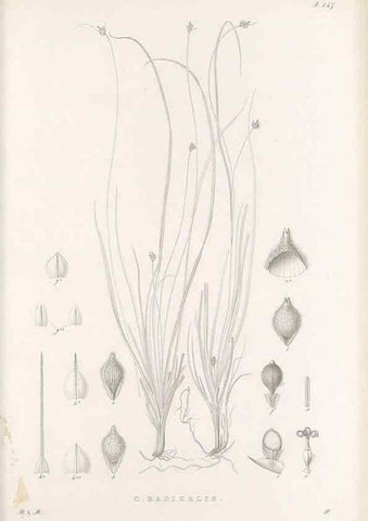 Reproducción/Reproduction 48683091202: Illustrations of the genus Carex. London :William Pamplin,1858-1867.. 