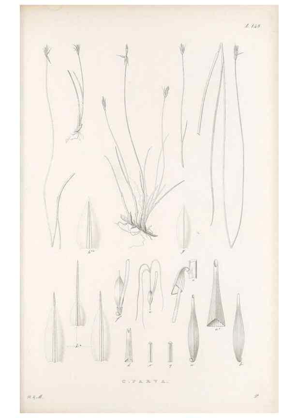 Reproducción/Reproduction 48683091487: Illustrations of the genus Carex. London :William Pamplin,1858-1867.. 