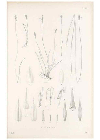 Reproducción/Reproduction 48683091487: Illustrations of the genus Carex. London :William Pamplin,1858-1867.. 