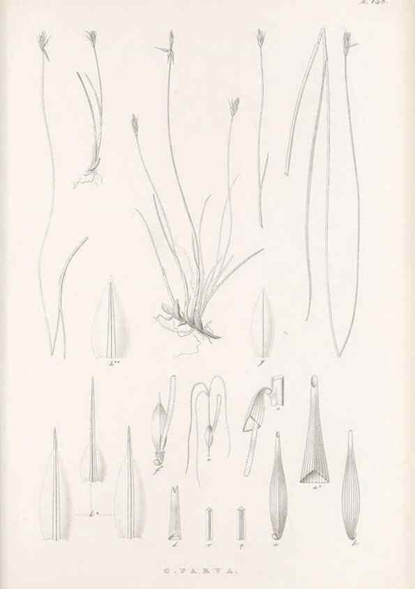 Reproducción/Reproduction 48683091487: Illustrations of the genus Carex. London :William Pamplin,1858-1867.. 