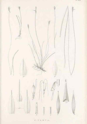 Reproducción/Reproduction 48683091487: Illustrations of the genus Carex. London :William Pamplin,1858-1867.. 