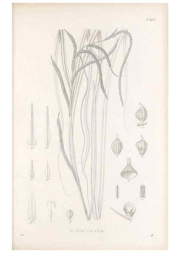 Reproducción/Reproduction 48683091797: Illustrations of the genus Carex. London :William Pamplin,1858-1867.. 