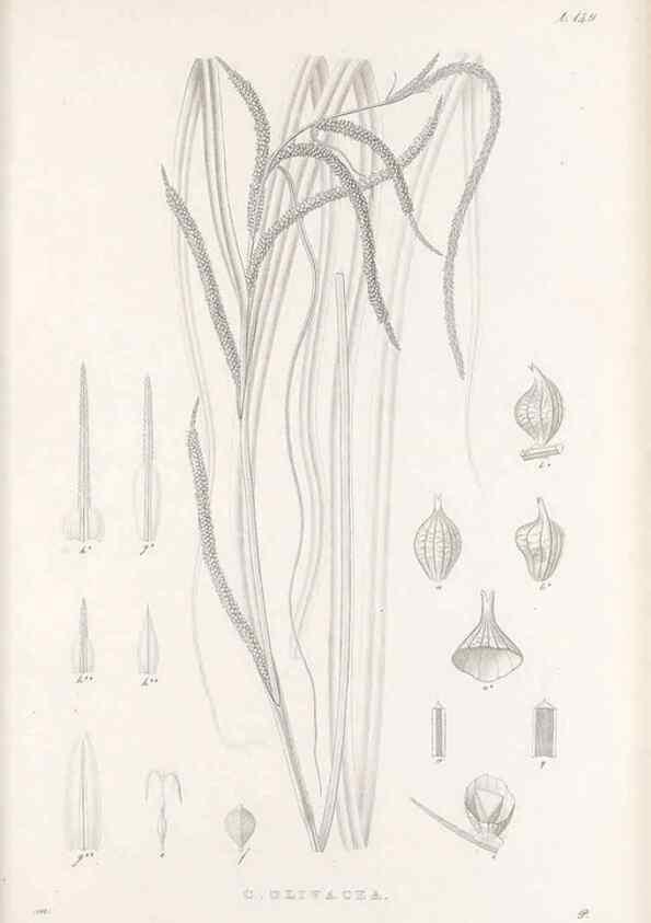 Reproducción/Reproduction 48683091797: Illustrations of the genus Carex. London :William Pamplin,1858-1867.. 