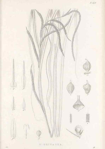 Reproducción/Reproduction 48683091797: Illustrations of the genus Carex. London :William Pamplin,1858-1867.. 