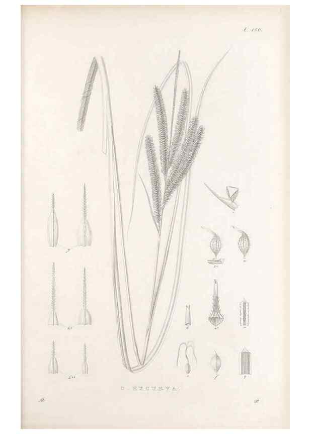 Reproducción/Reproduction 48682917471: Illustrations of the genus Carex. London :William Pamplin,1858-1867.. 