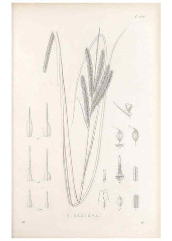 Reproducción/Reproduction 48682917471: Illustrations of the genus Carex. London :William Pamplin,1858-1867.. 