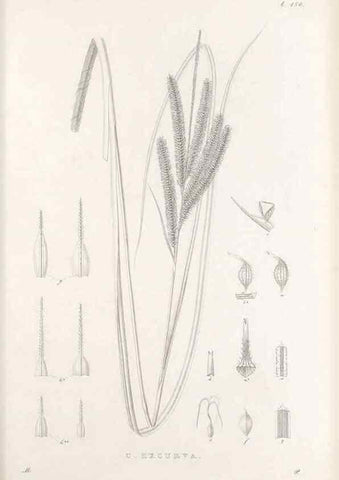 Reproducción/Reproduction 48682917471: Illustrations of the genus Carex. London :William Pamplin,1858-1867.. 