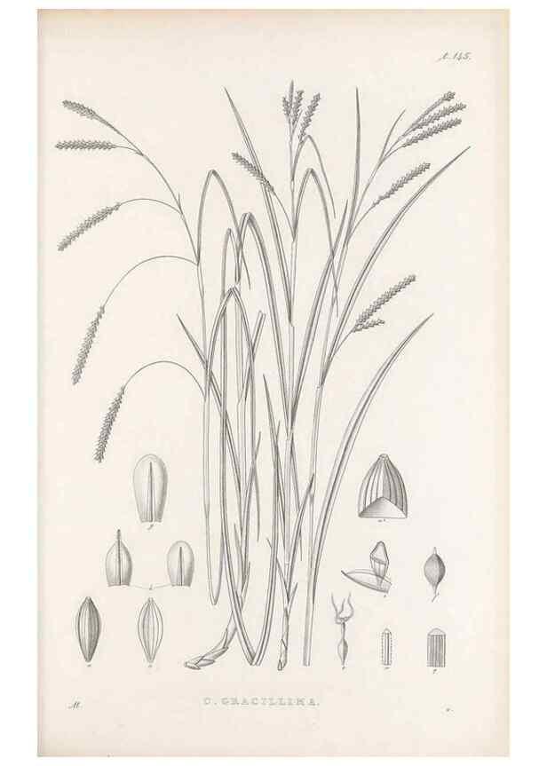 Reproducción/Reproduction 48682573783: Illustrations of the genus Carex. London :William Pamplin,1858-1867.. 
