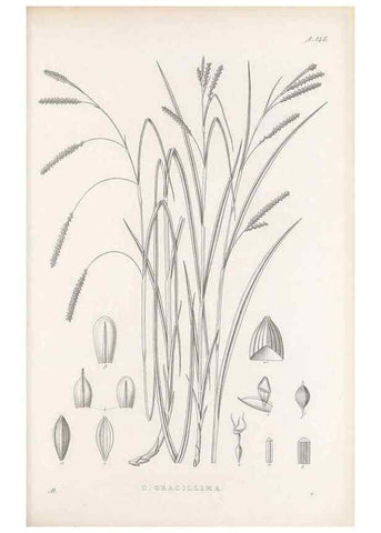 Reproducción/Reproduction 48682573783: Illustrations of the genus Carex. London :William Pamplin,1858-1867.. 