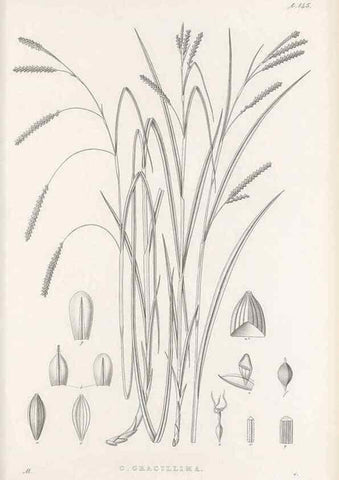 Reproducción/Reproduction 48682573783: Illustrations of the genus Carex. London :William Pamplin,1858-1867.. 